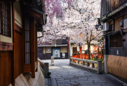 Japan_Sakura_2025 (8/79)
